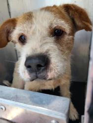 Shelter Stray Female Dog last seen SHELBURN, San Antonio, TX 78227