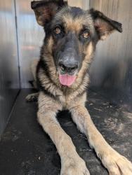 Shelter Stray Male Dog last seen Near BLOCK CAMERONS WAY, San Antonio, TX 78227