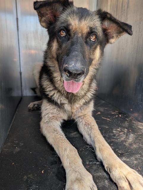 Shelter Stray Male Dog last seen Near BLOCK CAMERONS WAY, San Antonio, TX 78227