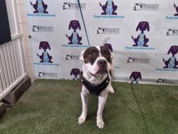 Shelter Stray Male Dog last seen , Orlando, FL 32839