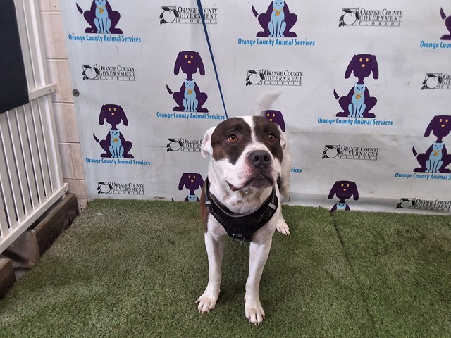 Shelter Stray Male Dog last seen , 2769 Conroy Rd, Orlando, FL 32839, USA