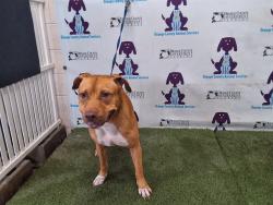 Shelter Stray Male Dog last seen , Orlando, FL 32839