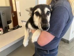 Shelter Stray Male Dog last seen , San Antonio, TX 78227