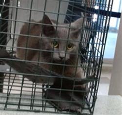 Shelter Stray Unknown Cat last seen Near BLOCK SE 38TH ST OKC, Oklahoma City, OK 73129