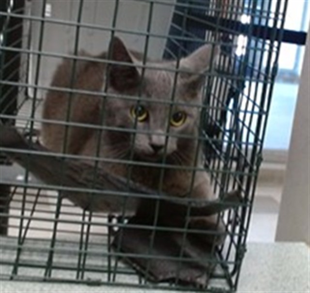 Shelter Stray Unknown Cat last seen Near BLOCK SE 38TH ST OKC, Oklahoma City, OK 73129