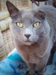 Lost Female Cat last seen Swift street, Santa Cruz, CA 95060