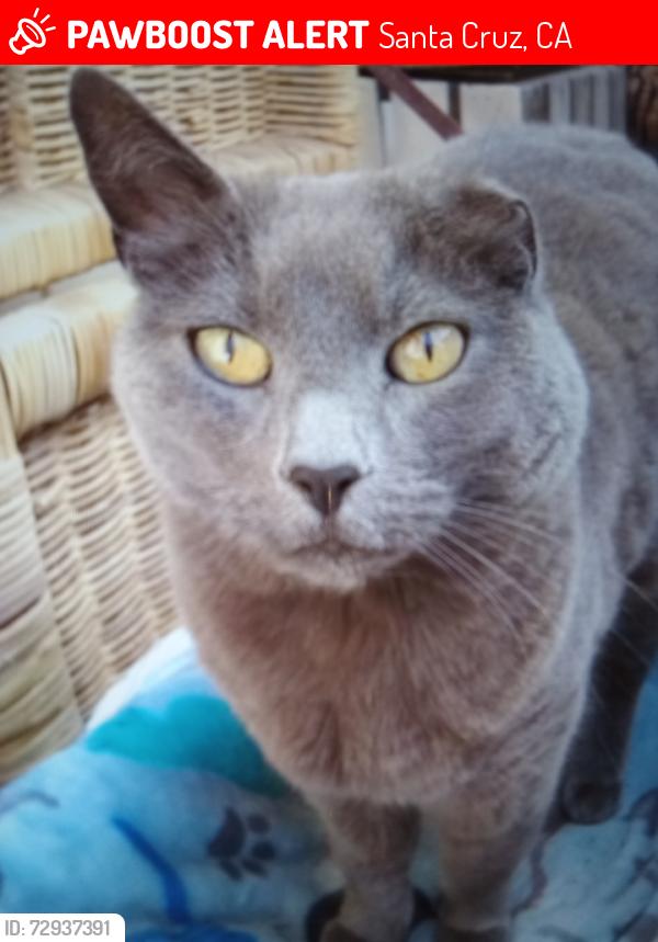 Lost Female Cat last seen Swift street, Santa Cruz, CA 95060