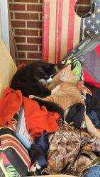 Found/Stray Male Cat last seen Hudson , Hudson, NC 28638