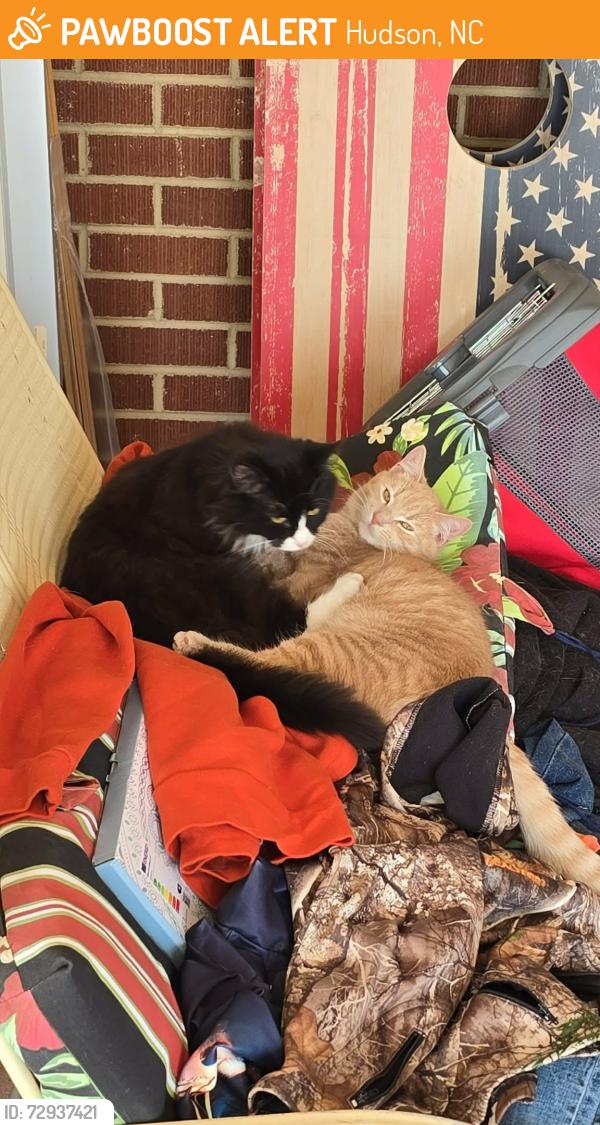Found/Stray Male Cat last seen Hudson , Hudson, NC 28638