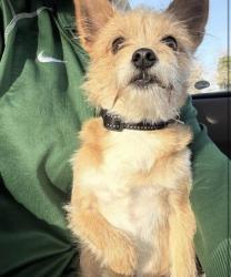 Reunited Male Dog last seen N 35th and villard st Tacoma , Tacoma, WA 98407