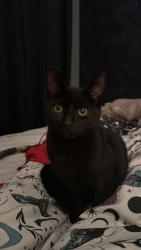 Lost Male Cat last seen Woodsome park, Merseyside, England L25
