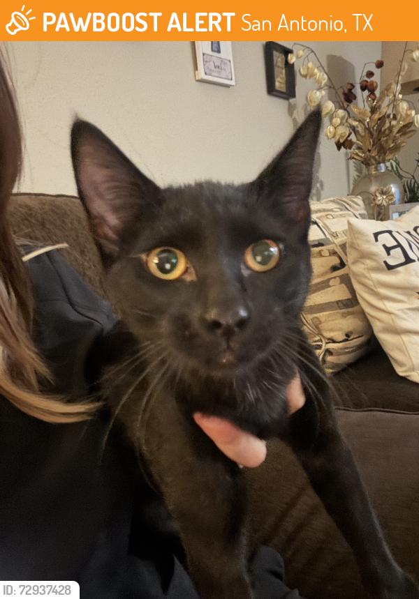Found/Stray Female Cat last seen Valero, San Antonio, TX 78240