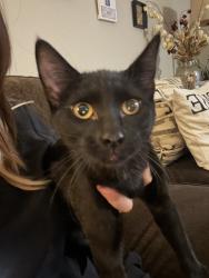 Found/Stray Female Cat last seen Valero, San Antonio, TX 78240