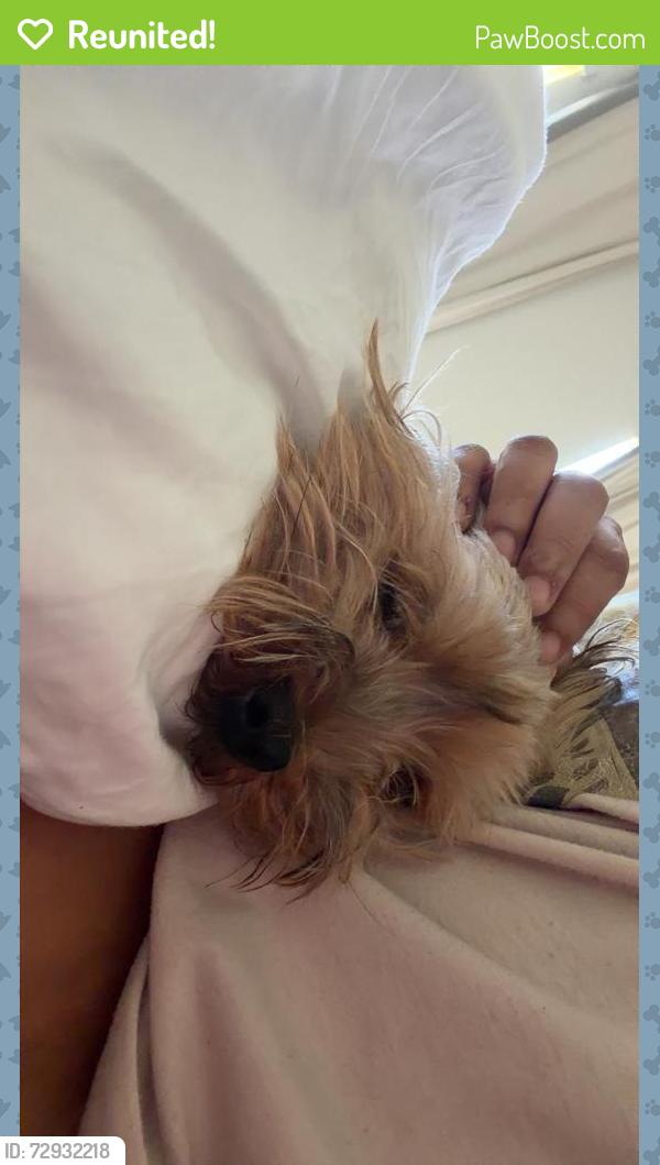 Reunited Male Dog last seen Rocky terrain drive, Spring, TX 77387