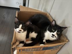 Lost Male Cat last seen Cardinal wynd, Edmonton, AB T6W 1A7