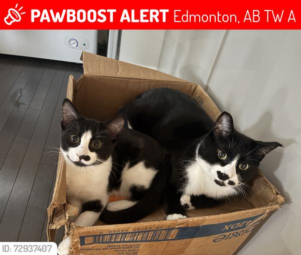 Lost Male Cat last seen Cardinal wynd, Edmonton, AB T6W 1A7