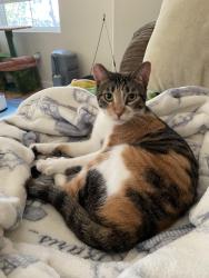 Reunited Female Cat last seen Ballona Lane/Jefferson, Culver City, CA 90230