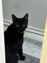 Reunited Male Cat last seen E Mouse Trail/Side Saddle Ln, Tucson, AZ 85756