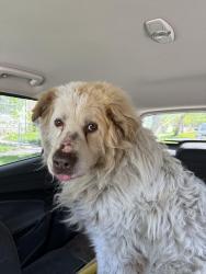 Found/Stray Unknown Dog last seen Sinclair, Winnipeg, MB 