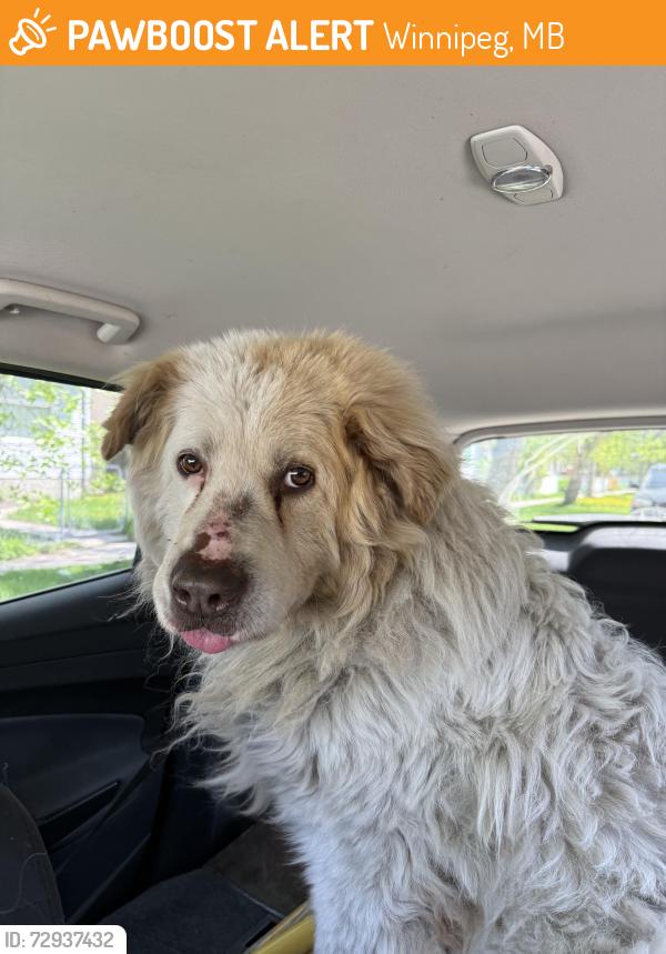 Found/Stray Unknown Dog last seen Sinclair, Winnipeg, MB 