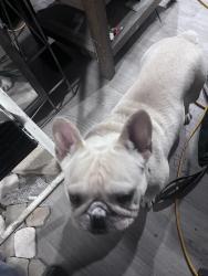 Found/Stray Male Dog last seen Madison Park, North Highlands, CA 95841