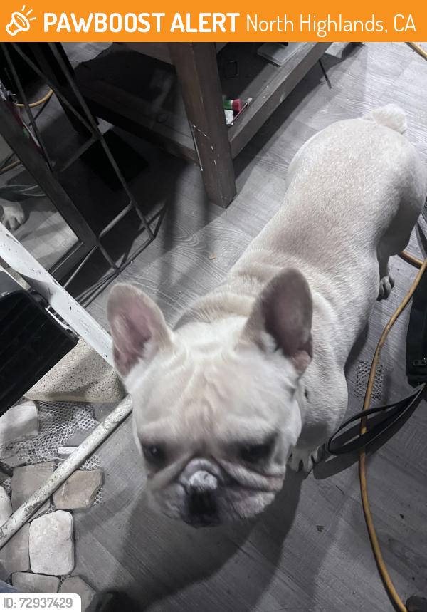 Found/Stray Male Dog last seen Madison Park, North Highlands, CA 95841
