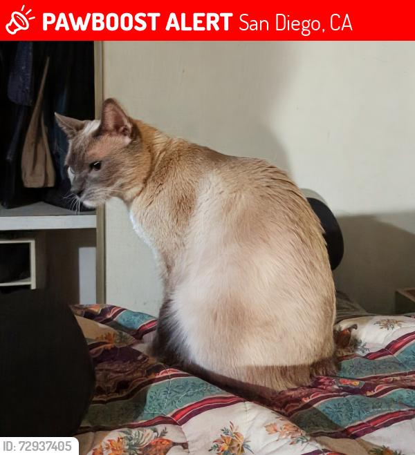 Lost Male Cat last seen Manzanita canyon, San Diego, CA 92105