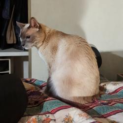 Lost Male Cat last seen Manzanita canyon, San Diego, CA 92105