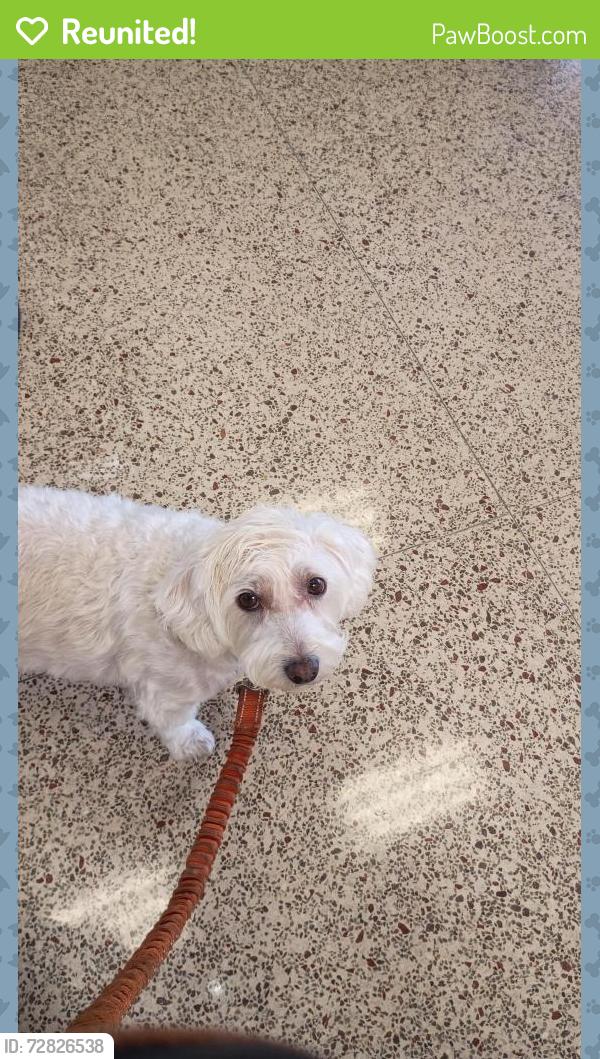 Reunited Male Dog last seen Harness, Spring Valley, CA 91977