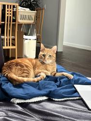 Reunited Male Cat last seen Near shoal creek blvd, Austin, TX 78757