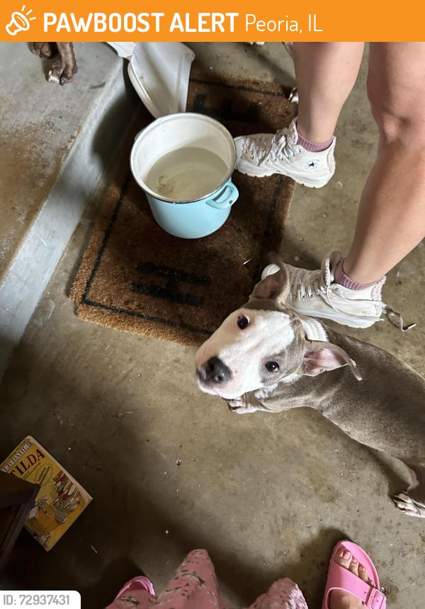 Found/Stray Female Dog last seen Creston lane, Peoria, IL 61604
