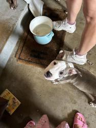 Found/Stray Female Dog last seen Creston lane, Peoria, IL 61604