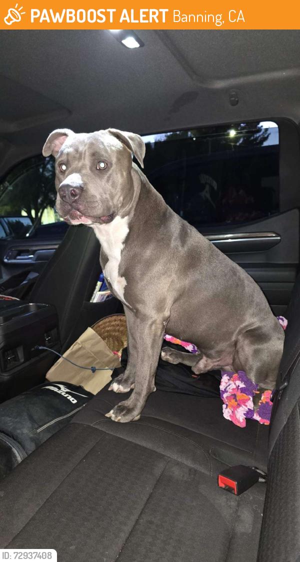 Found/Stray Male Dog last seen Lions park Banning california, Banning, CA 92220