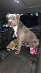 Found/Stray Male Dog last seen Lions park Banning california, Banning, CA 92220