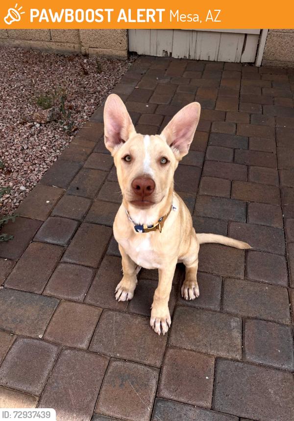 Rehomed Male Dog last seen Near e delta ave, Mesa, AZ 85204