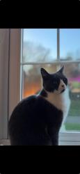 Reunited Female Cat last seen Stone crossing station, Stone, England DA9