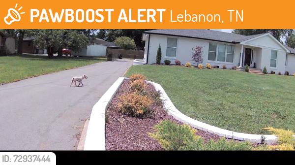 Found/Stray Unknown Dog last seen Knob rd, Lebanon, TN 37087