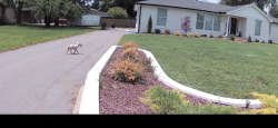 Found/Stray Unknown Dog last seen Knob rd, Lebanon, TN 37087