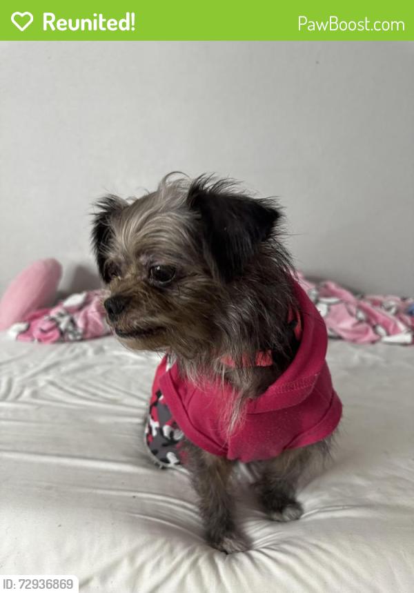 Reunited Female Dog last seen Yucca , Spring, TX 77388