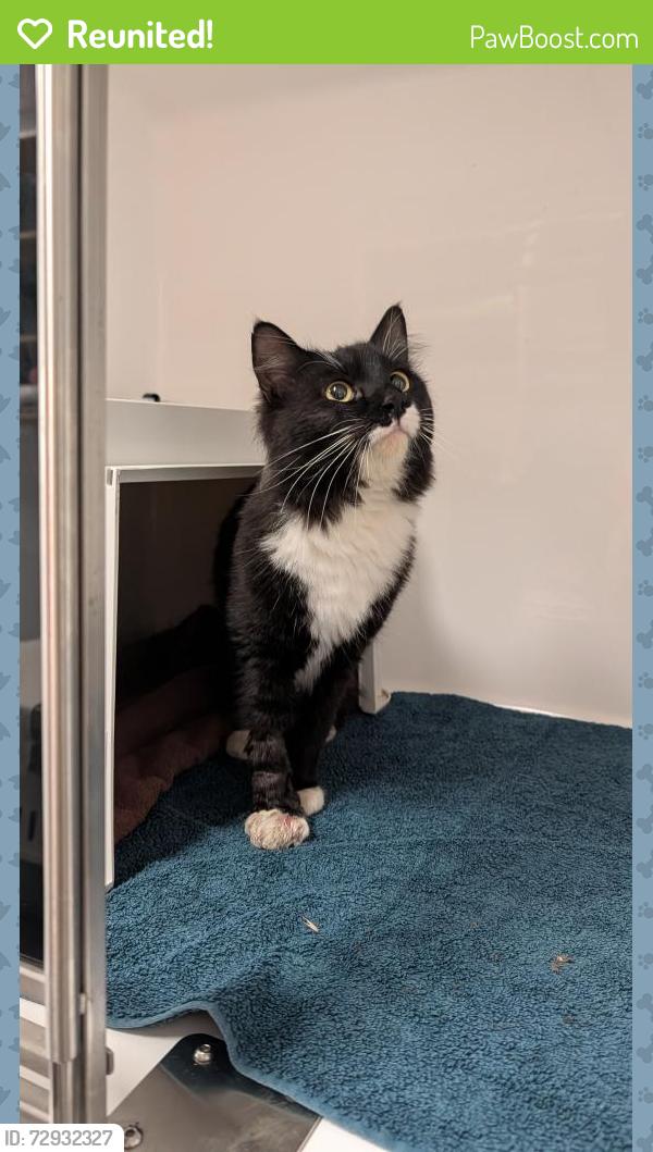 Reunited Male Cat last seen Lambert street Huntingdale/ Southern river area , Huntingdale, WA 6110
