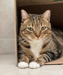 Reunited Male Cat last seen Near Rhem Ave, New Bern, NC 28560, USA, New Bern, NC 28560