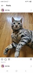 Lost Male Cat last seen Barlow ct Beaverton or, Beaverton, OR 97007