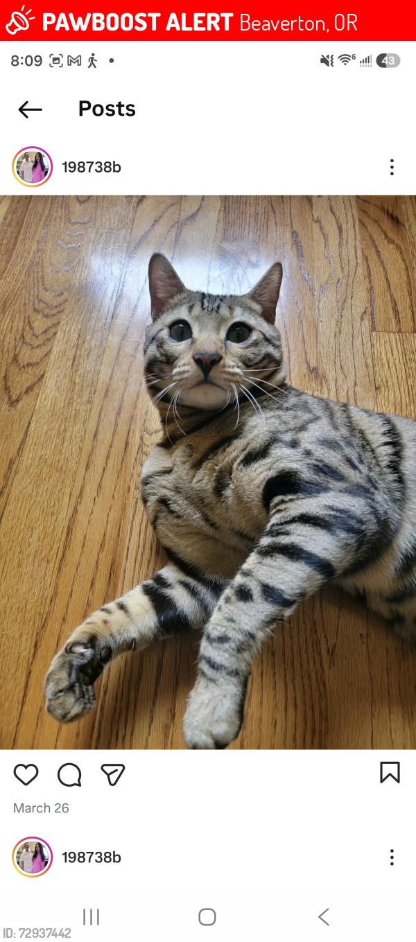 Lost Male Cat last seen Barlow ct Beaverton or, Beaverton, OR 97007