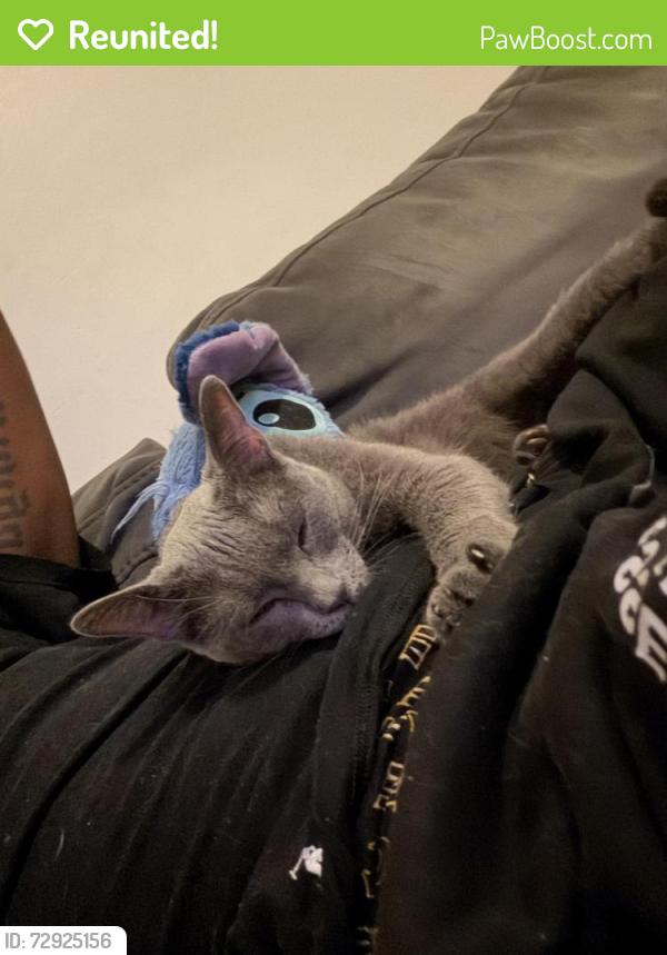 Reunited Female Cat last seen 118th & S Indiana ave , Chicago, IL 60628