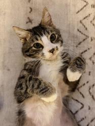 Lost Male Cat last seen Petersburg post office , Petersburg, VA 23803
