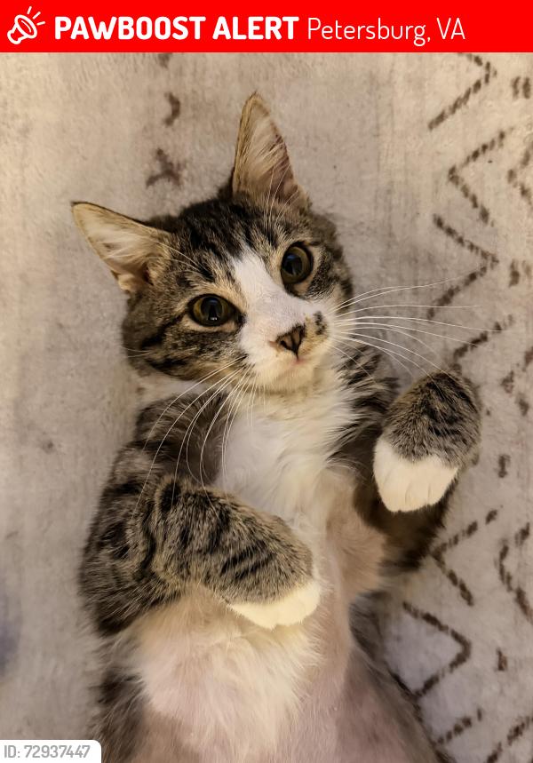 Lost Male Cat last seen Petersburg post office , Petersburg, VA 23803