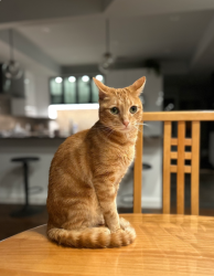 Lost Male Cat last seen Shoal Creek Blvd and Stone Way Dr., Austin, TX 78757