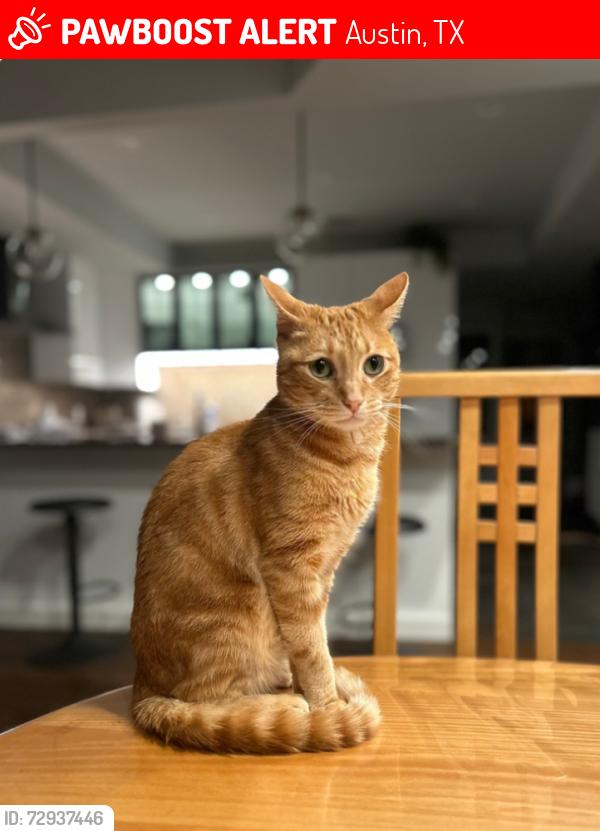 Lost Male Cat last seen Shoal Creek Blvd and Stone Way Dr., Austin, TX 78757