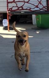 Lost Male Dog last seen Neighborhood by the Mary Immaculate church, Los Angeles, CA 91331