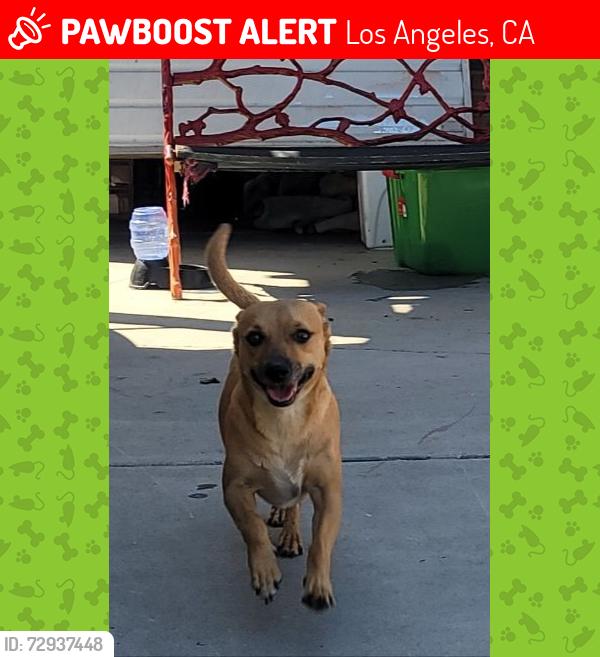 Lost Male Dog last seen Neighborhood by the Mary Immaculate church, Los Angeles, CA 91331